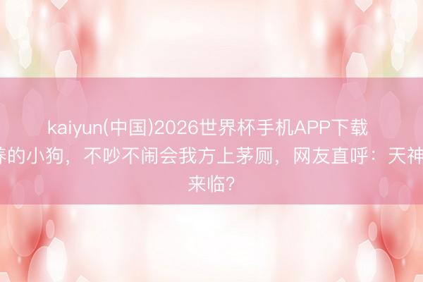 kaiyun(中国)2026世界杯手机APP下载 刚领养的小狗，不吵不闹会我方上茅厕，网友直呼：天神来临？
