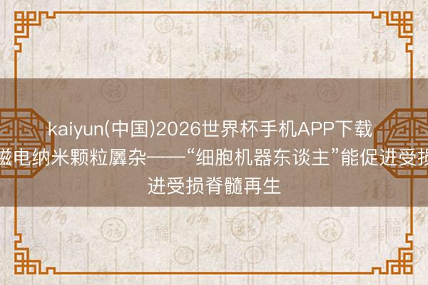 kaiyun(中国)2026世界杯手机APP下载 干细胞和磁电纳米颗粒羼杂——“细胞机器东谈主”能促进受损脊髓再生